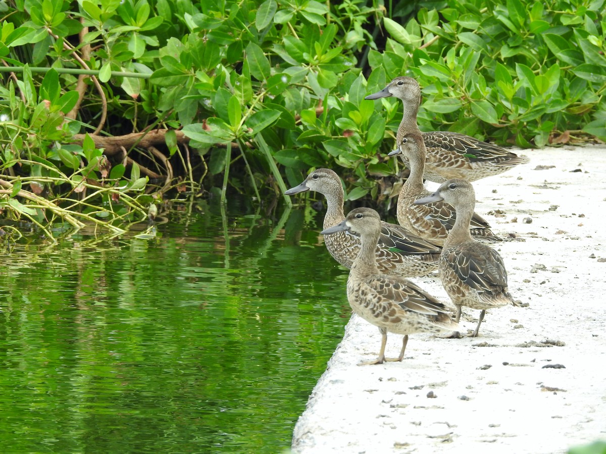 Blue-winged Teal - Glenda Tromp