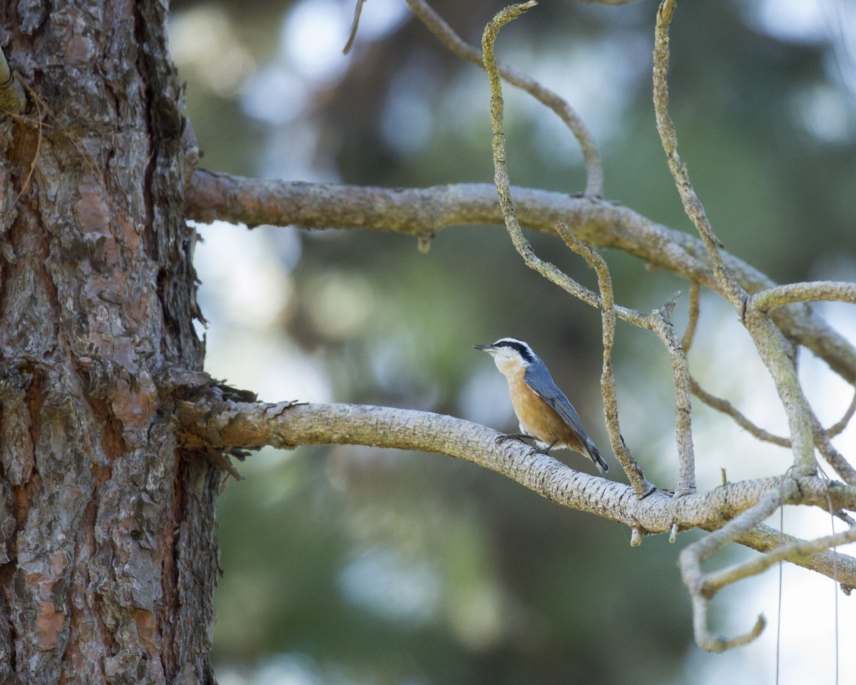 Red-breasted Nuthatch - ML183023241