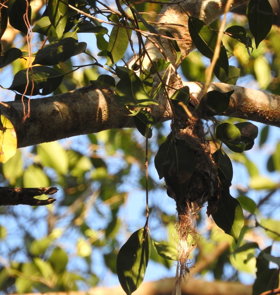 Red-chested Flowerpecker - ML183024621