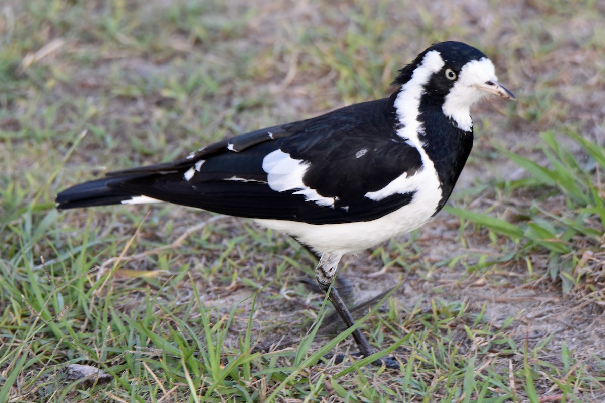 Magpie-lark - Peter & Shelly Watts