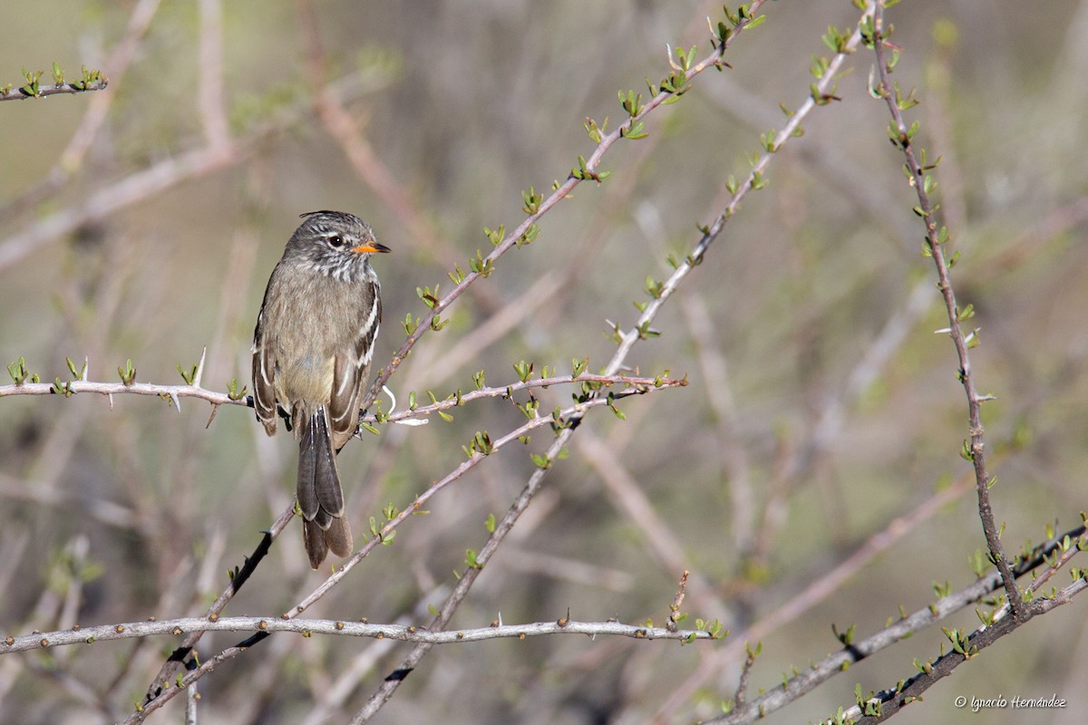 Yellow-billed Tit-Tyrant - ML183025351