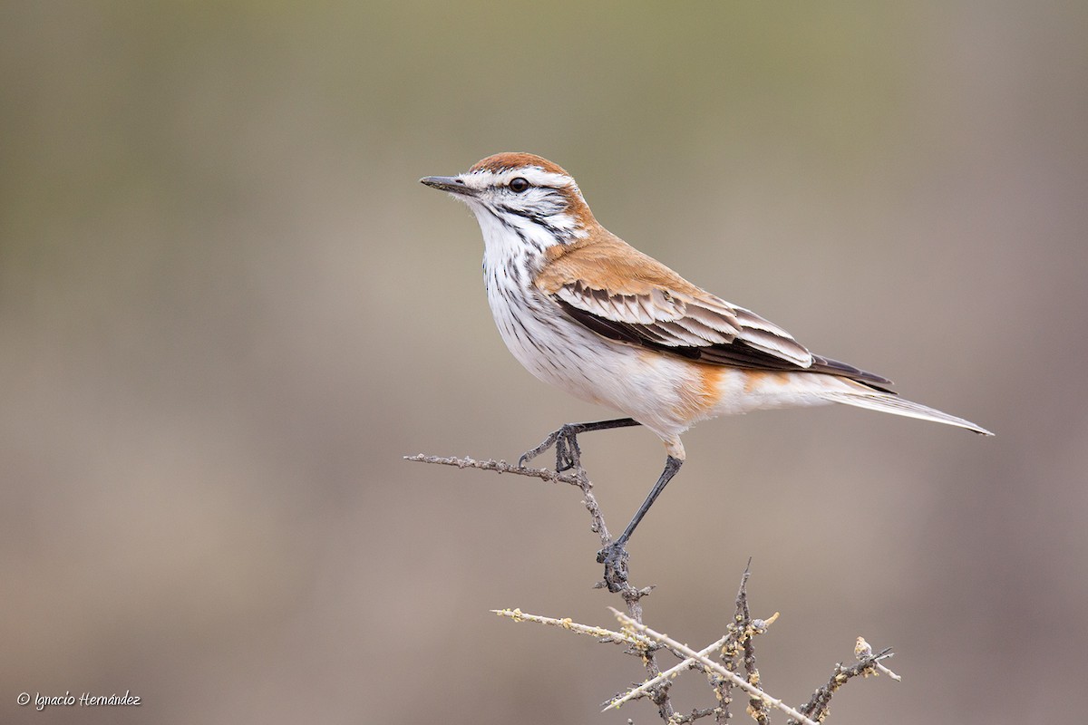Rusty-backed Monjita - Ignacio Hernandez