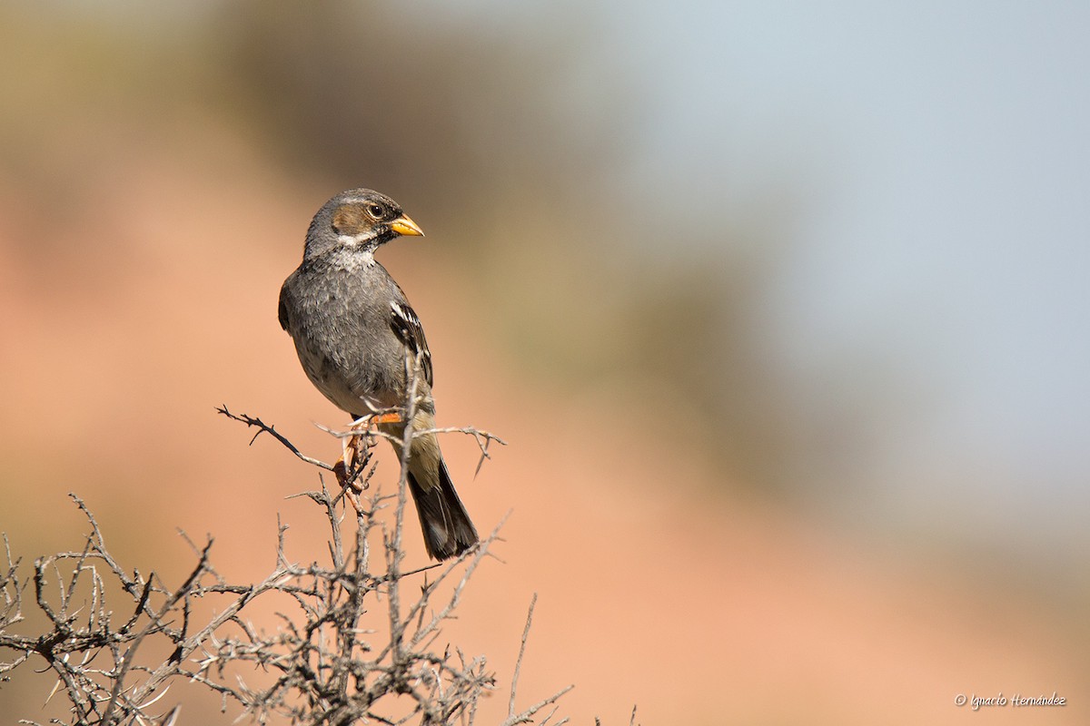 Mourning Sierra Finch - ML183026431