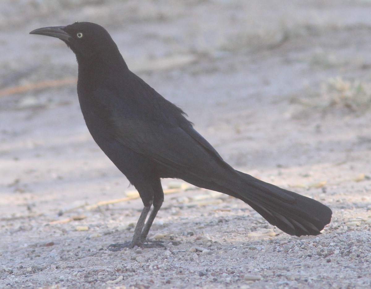 Great-tailed Grackle - Jim Parker