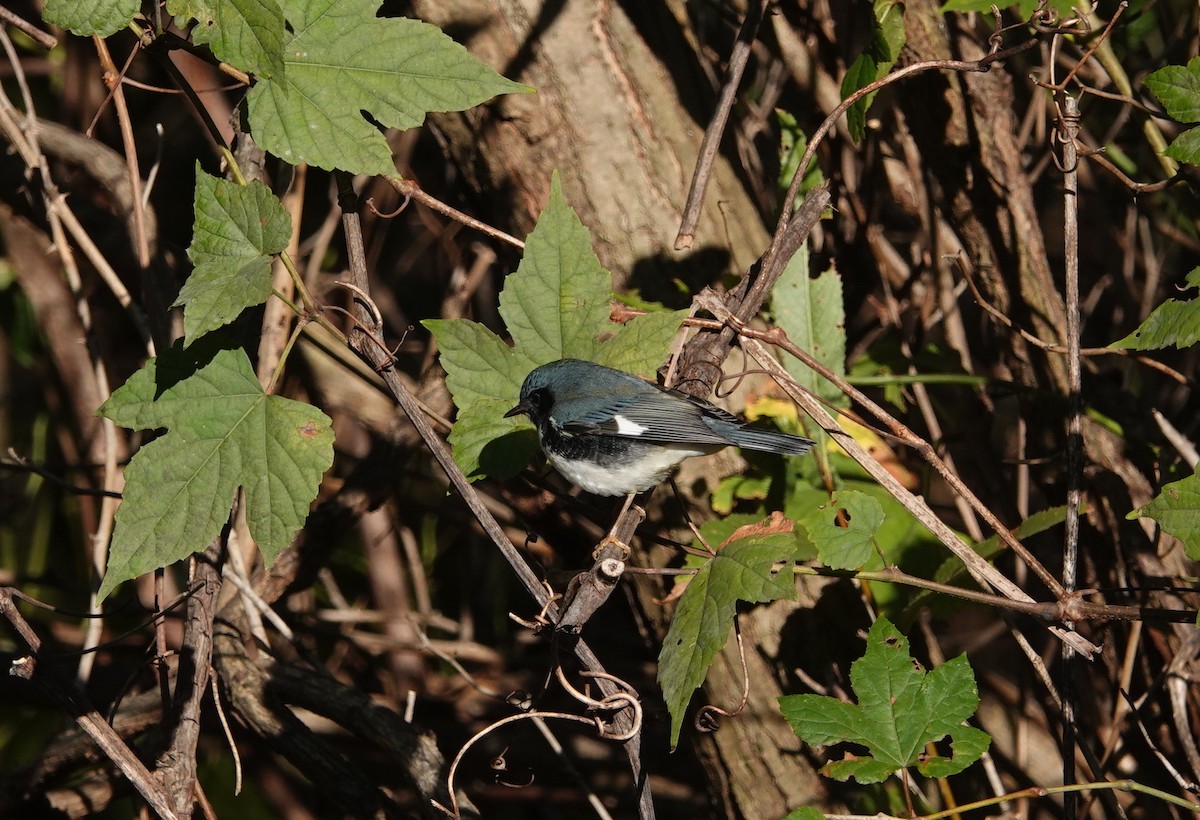 Black-throated Blue Warbler - Peter Reisfeld