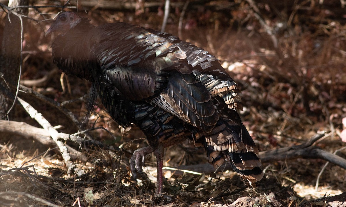 Wild Turkey - ML183030051