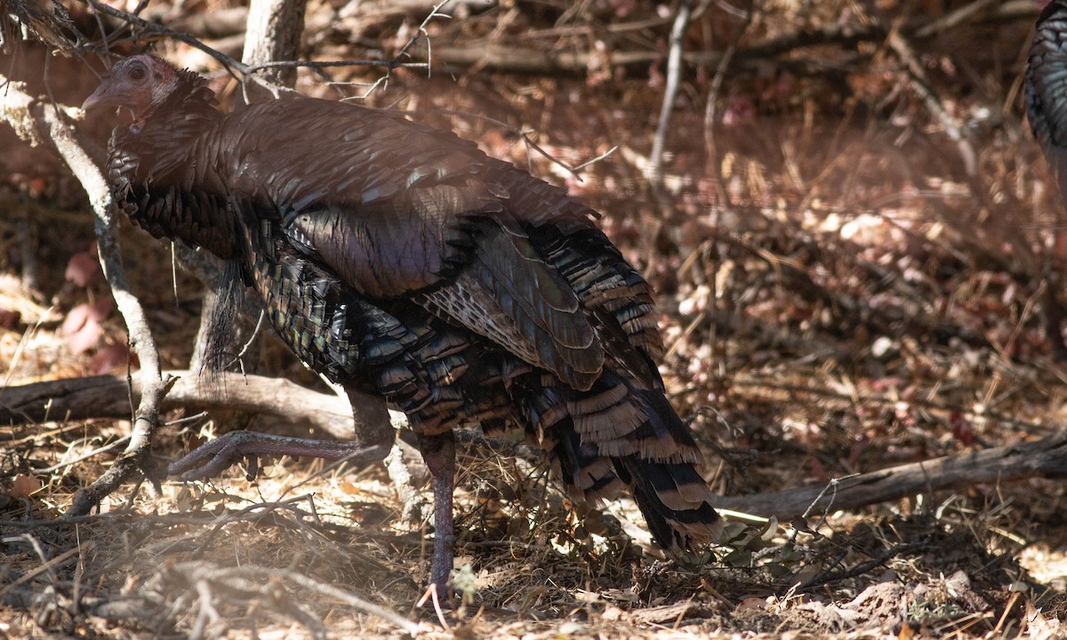 Wild Turkey - ML183030061