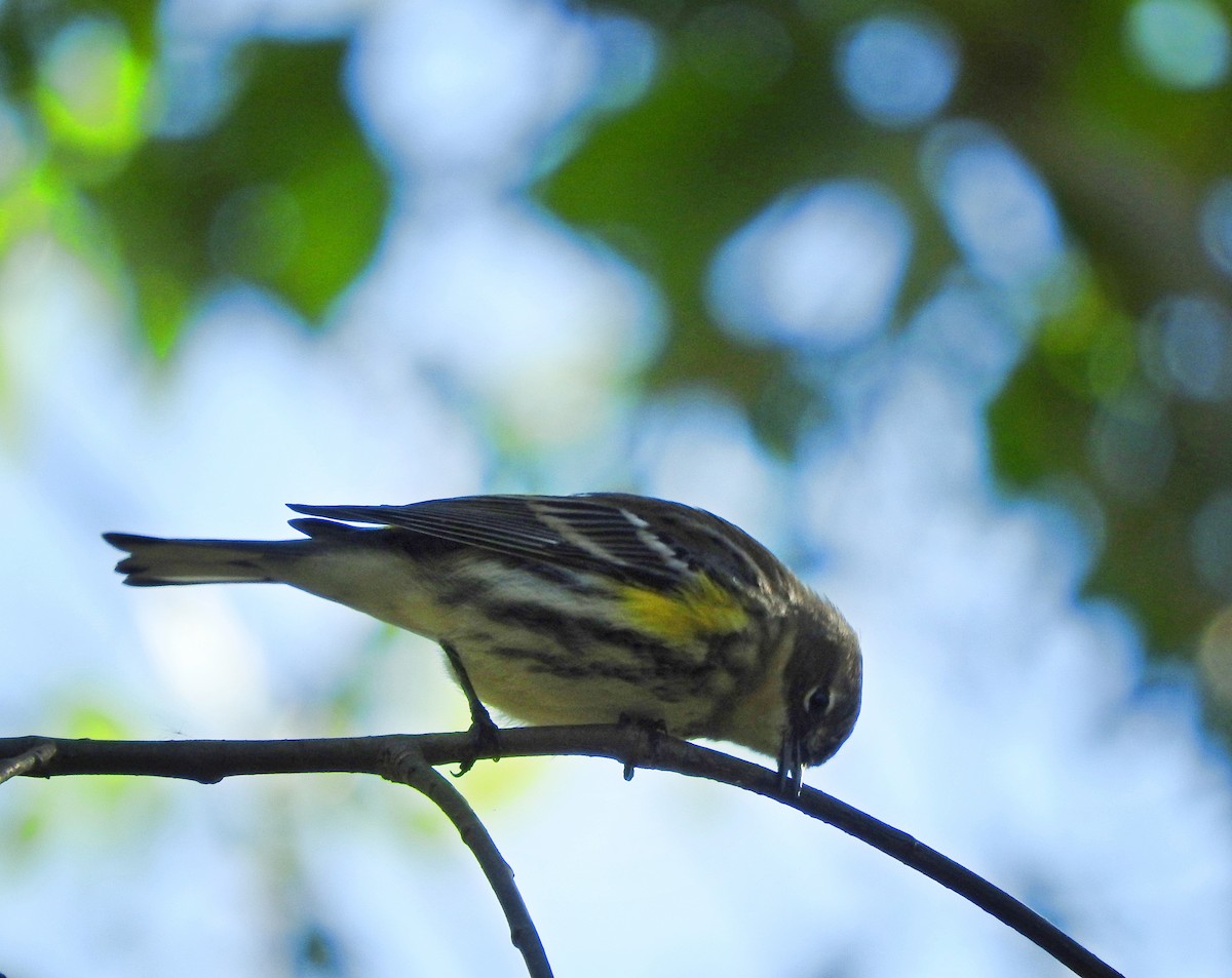 Yellow-rumped Warbler - ML183035651