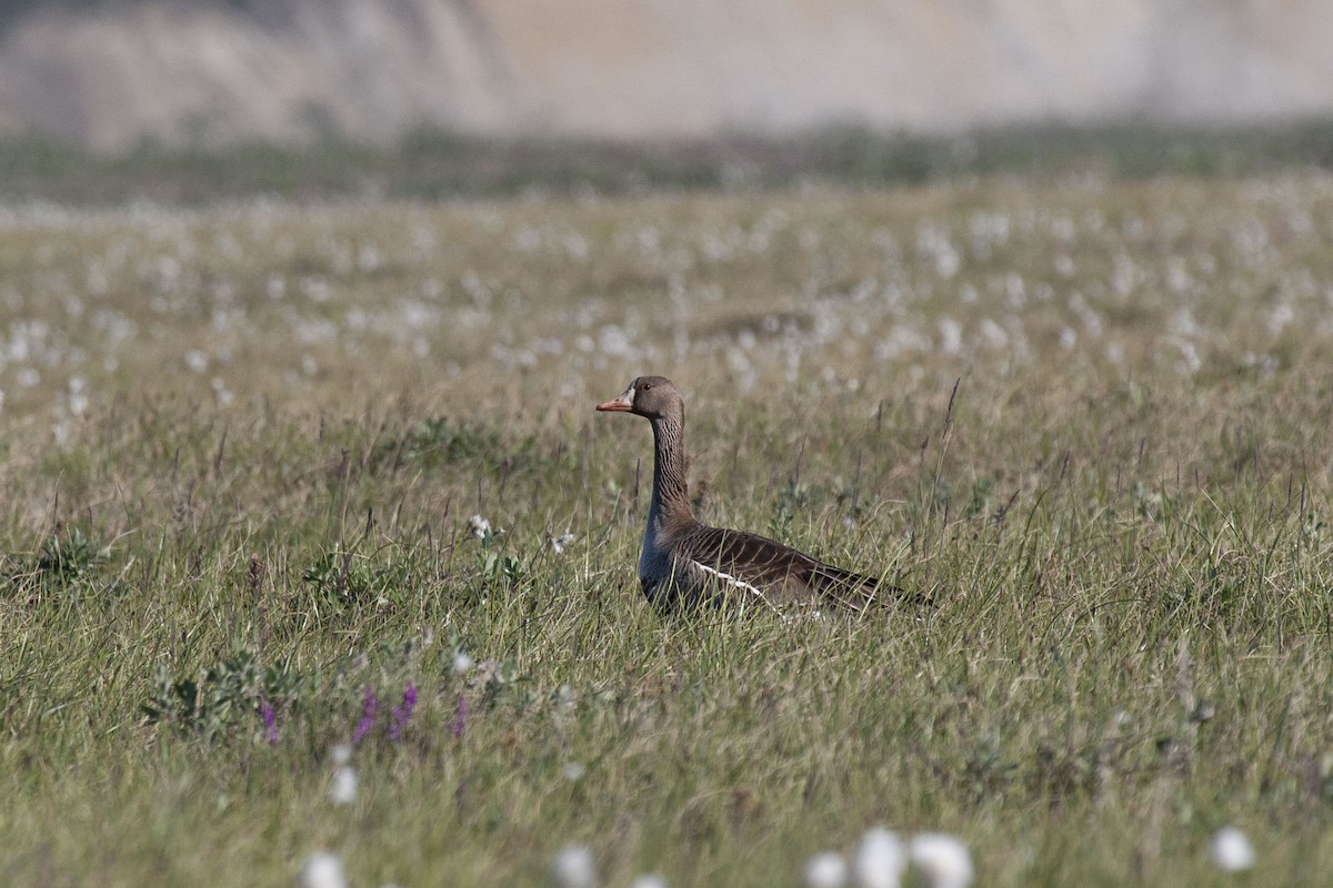 Antzara muturzuria (mendebaldekoa) - ML183039371