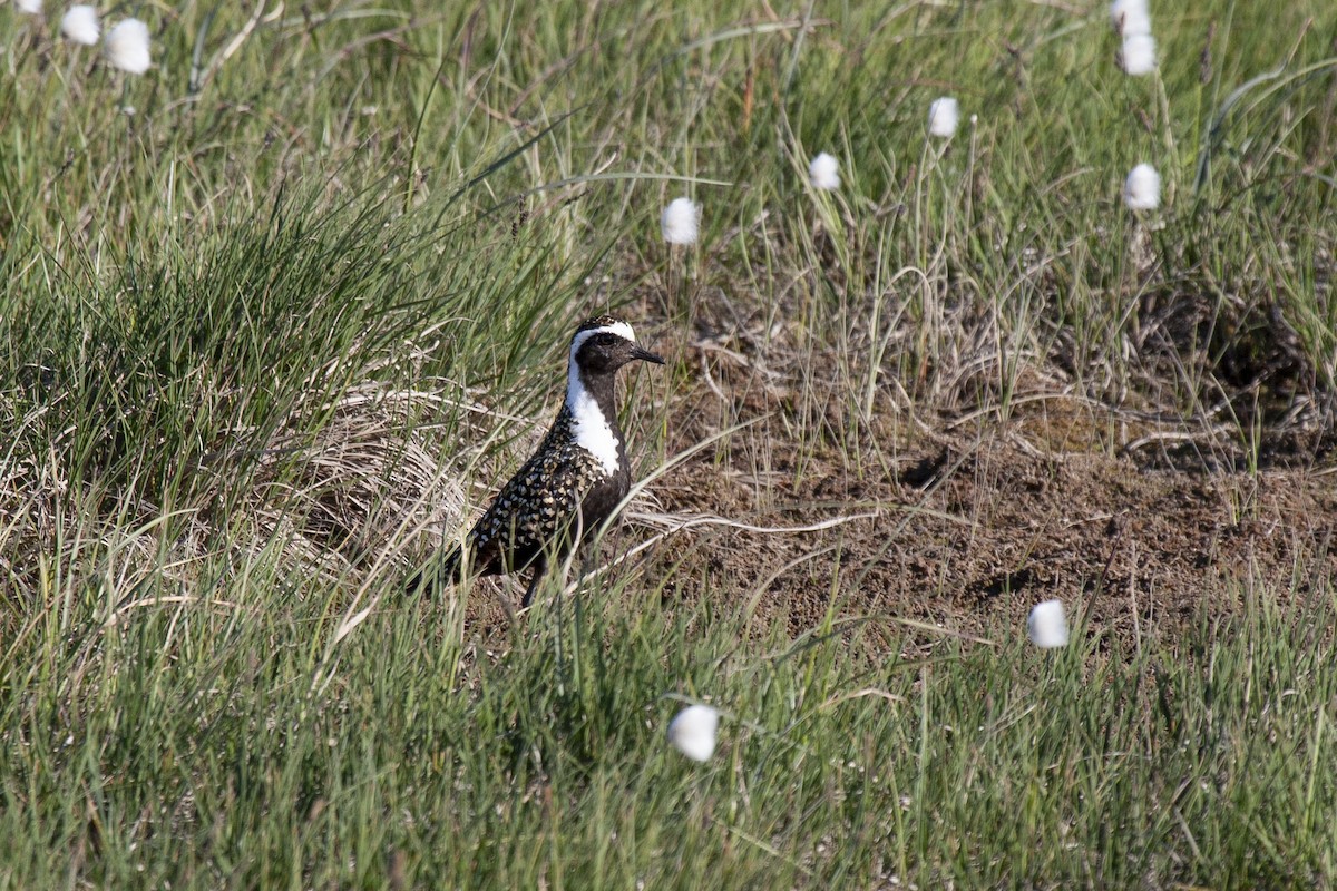 American Golden-Plover - Kristof Zyskowski