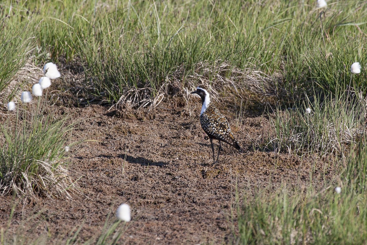 American Golden-Plover - Kristof Zyskowski