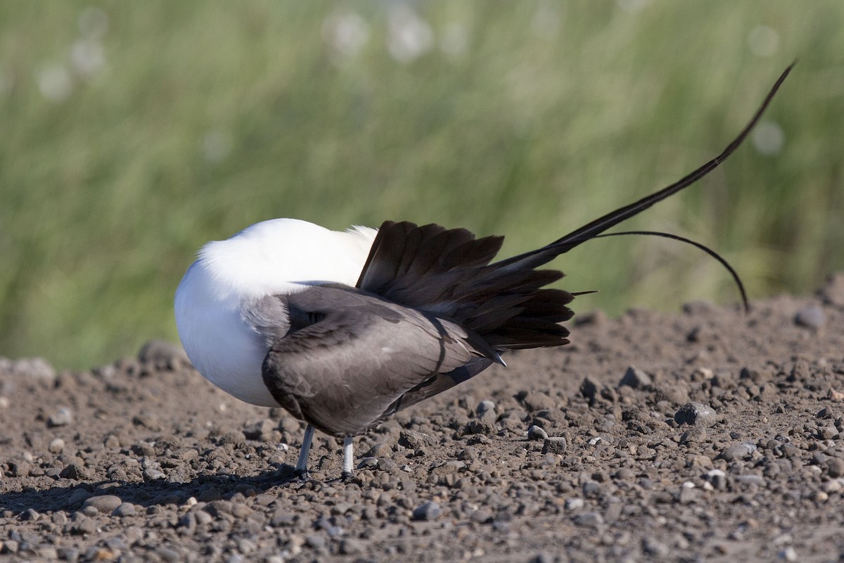 Long-tailed Jaeger - ML183040101