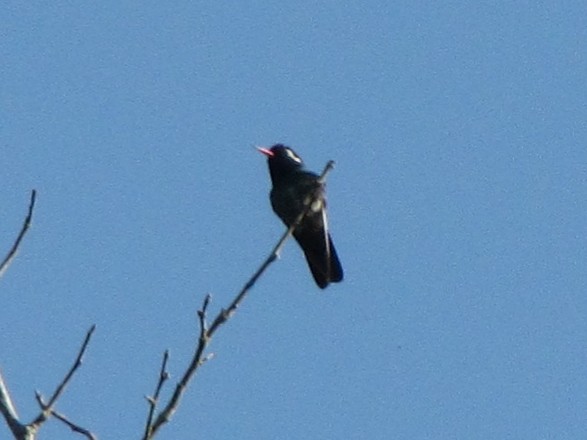 kolibřík bělouchý - ML183040881