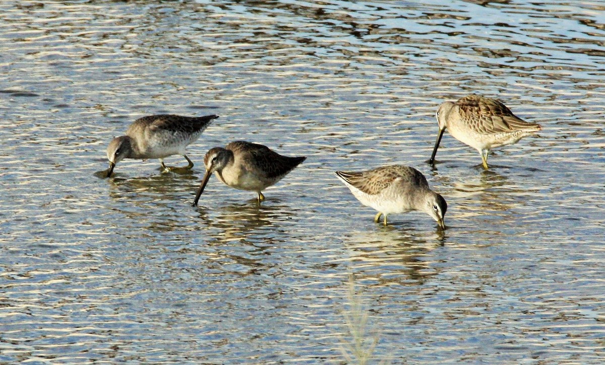 Long-billed Dowitcher - Cathy Cox