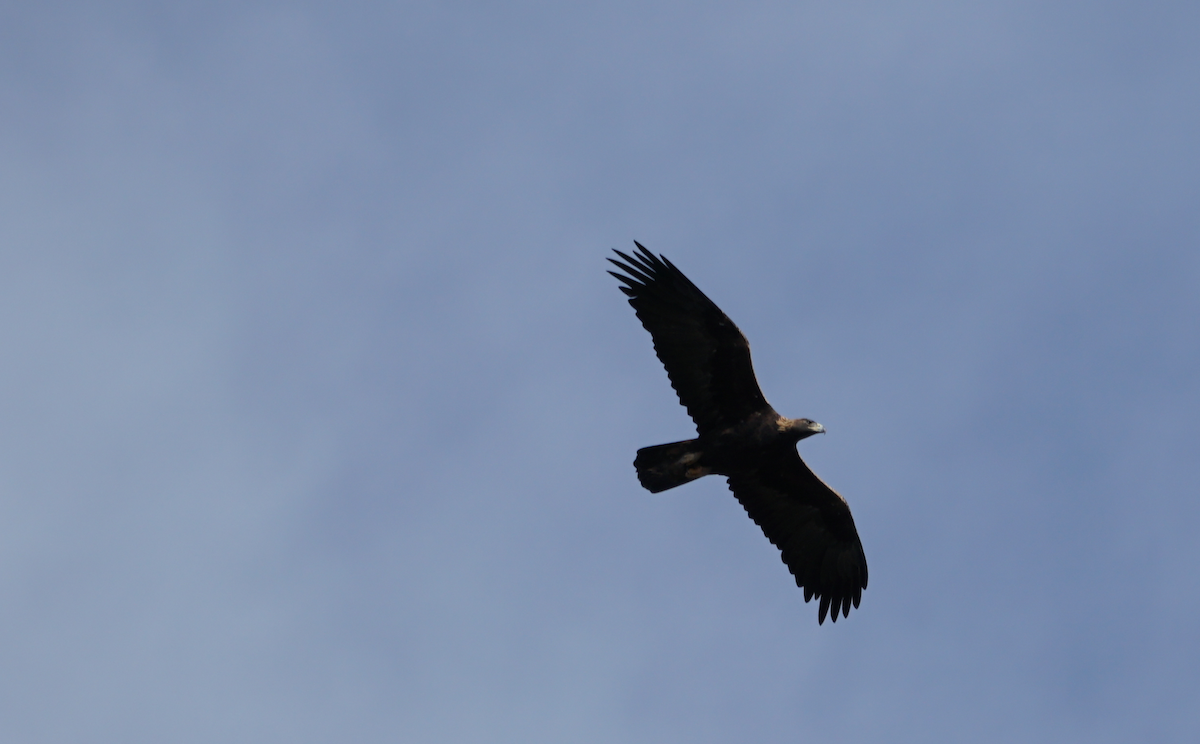 Golden Eagle - ML183041051