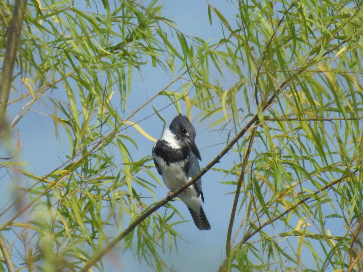 Belted Kingfisher - ML183041751