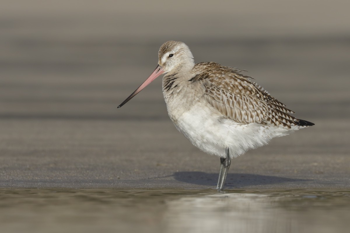Bar-tailed Godwit - Sharif Uddin