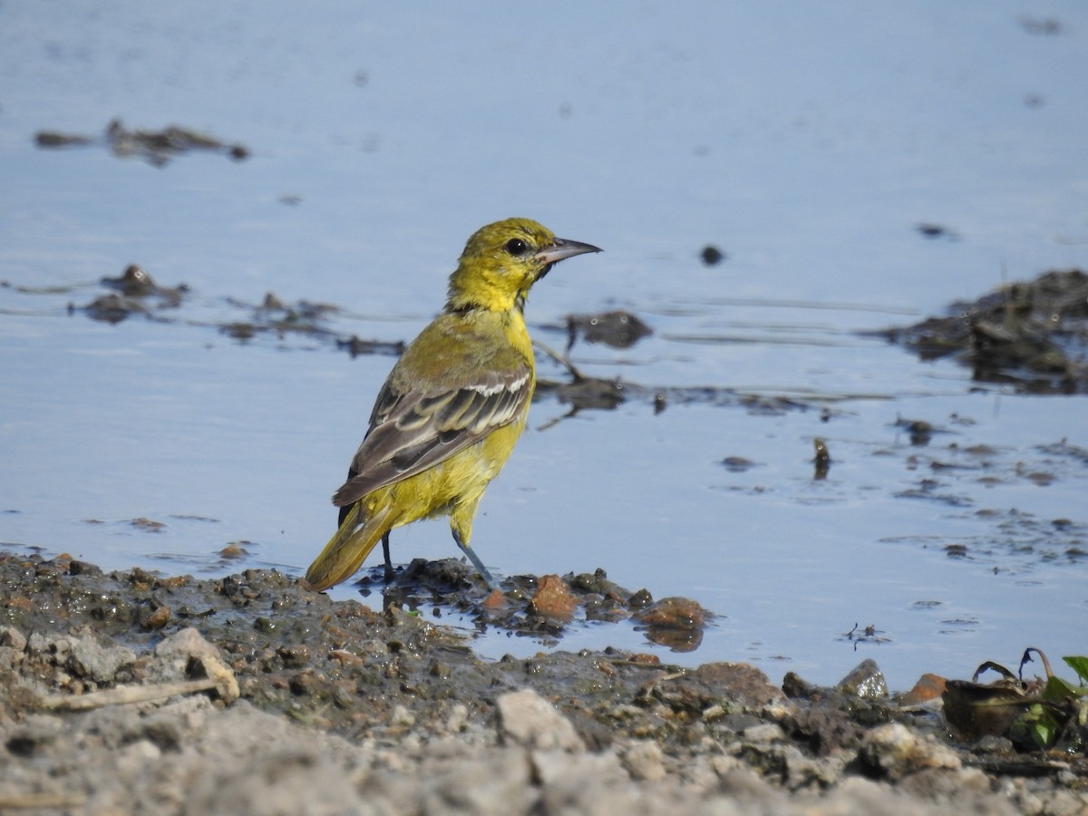 Orchard Oriole - ML183042041
