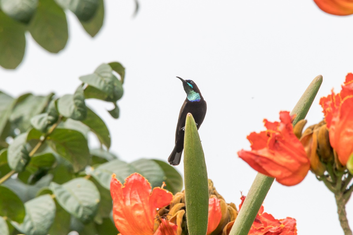 Green-throated Sunbird - ML183042321