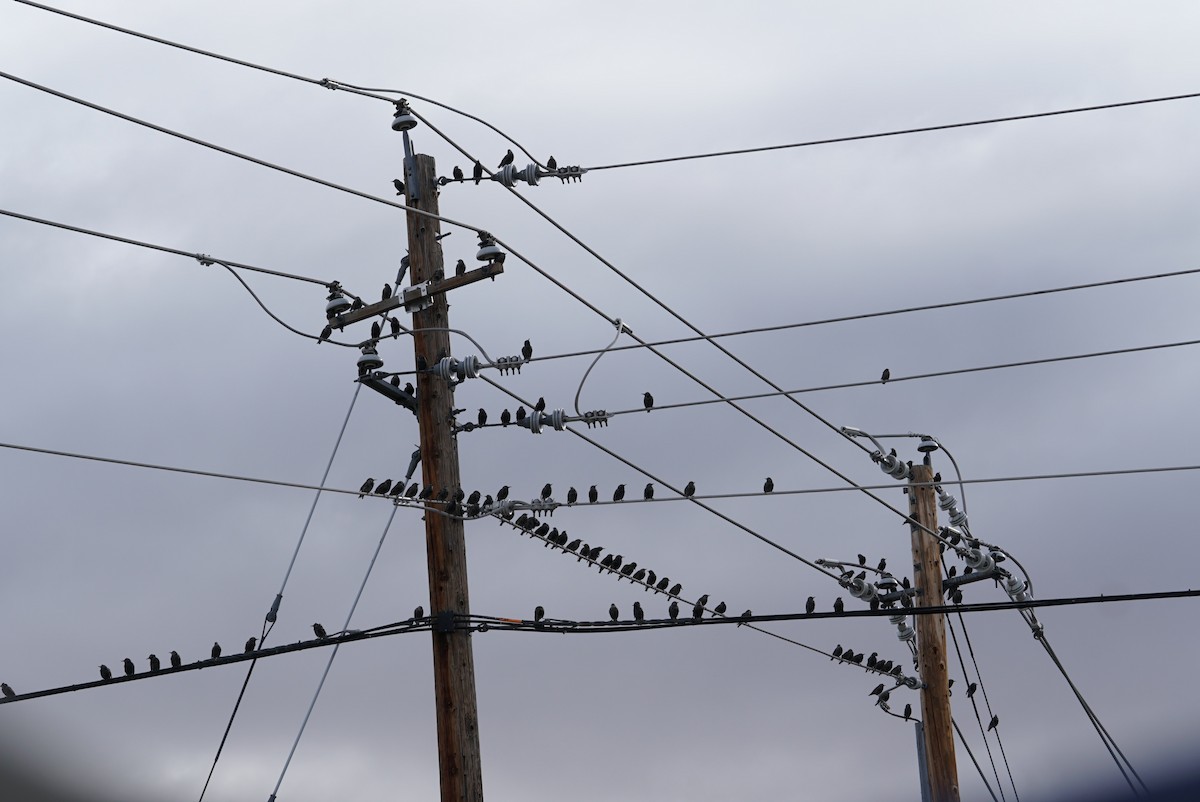 European Starling - ML183042571