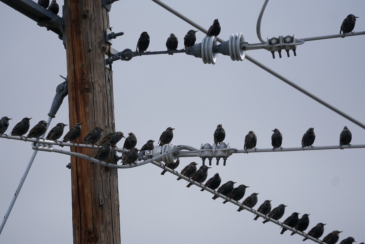 European Starling - ML183042581