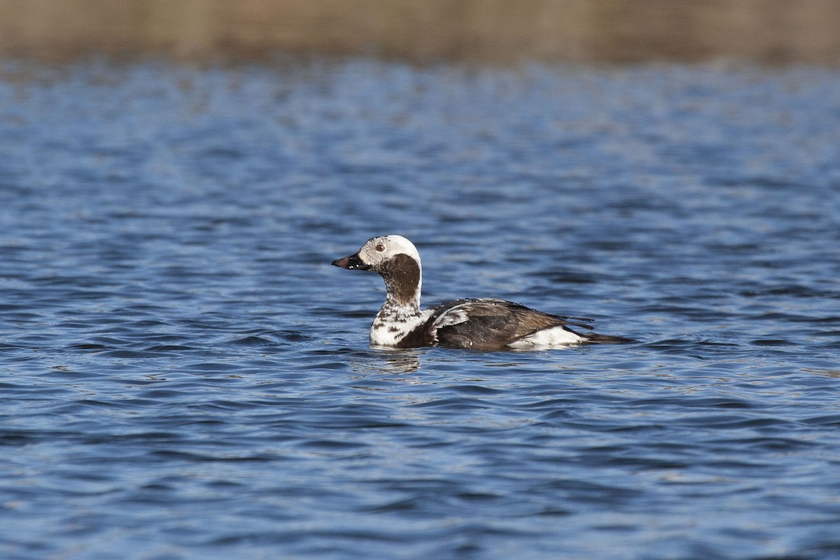 Long-tailed Duck - ML183042801