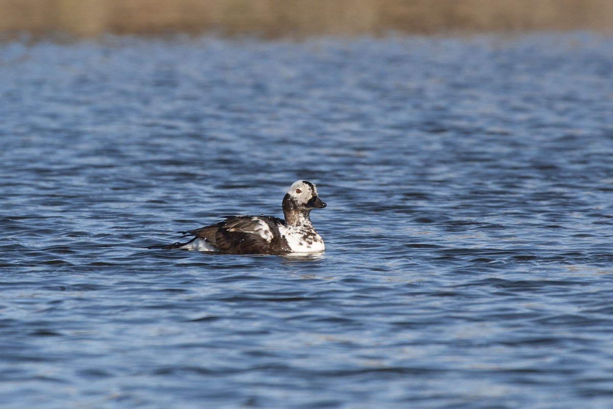 Long-tailed Duck - ML183042821