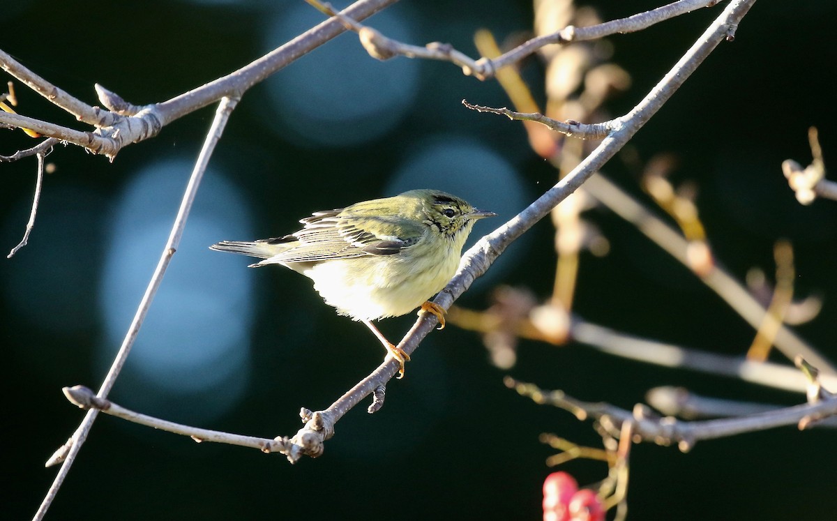 Blackpoll Warbler - ML183044411