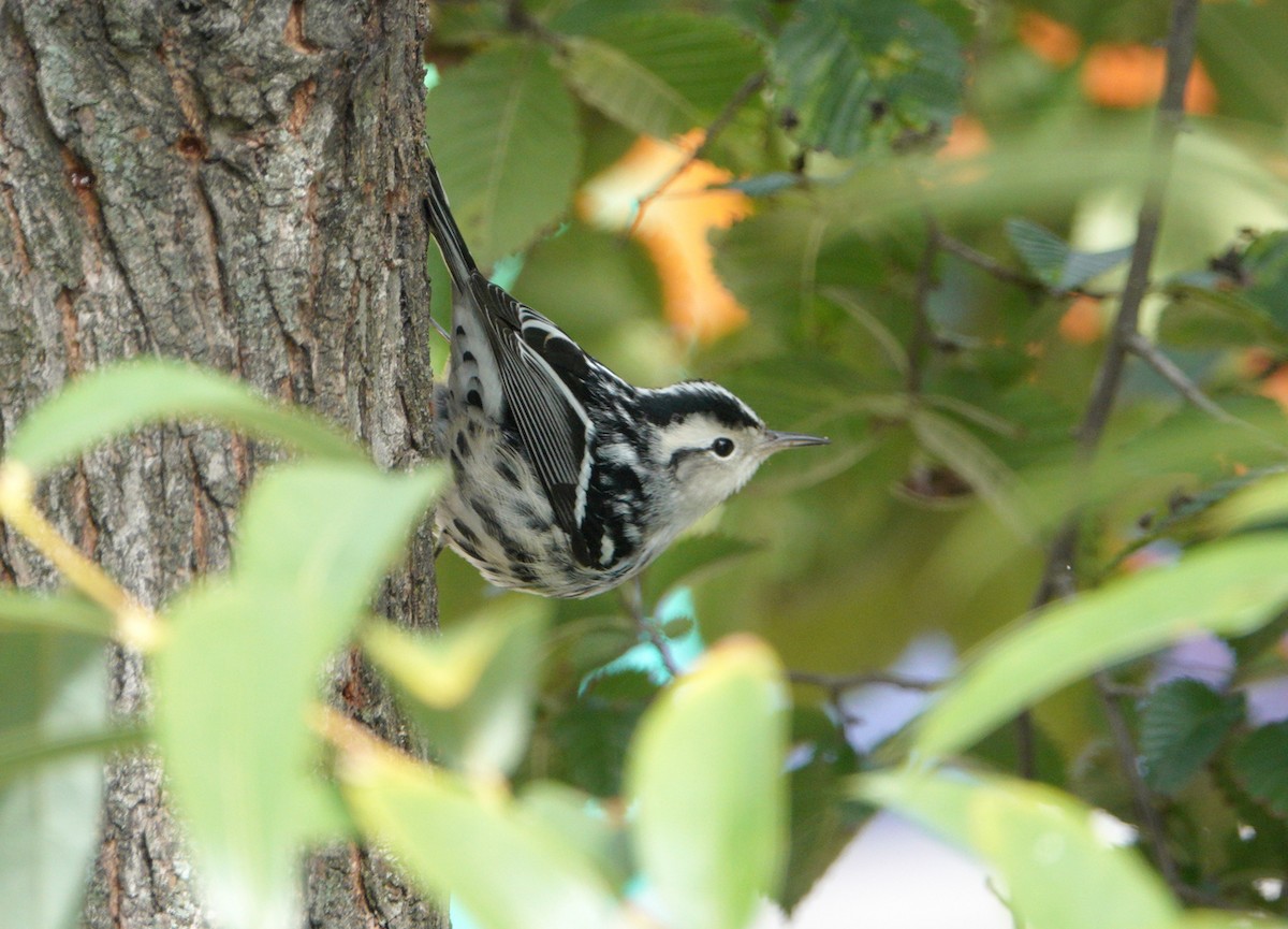 Black-and-white Warbler - ML183044561