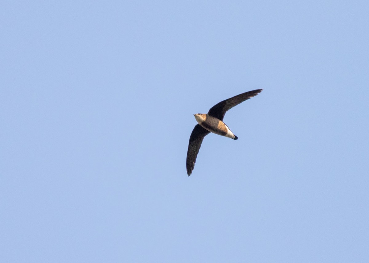 White-throated Needletail - Stephen Murray