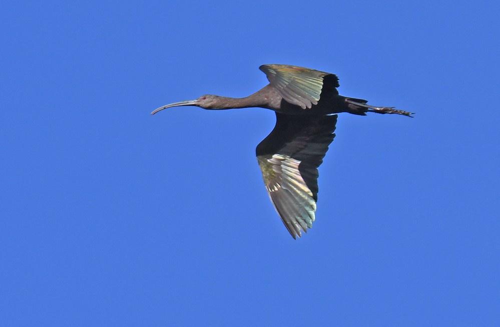 White-faced Ibis - Dick Horsey