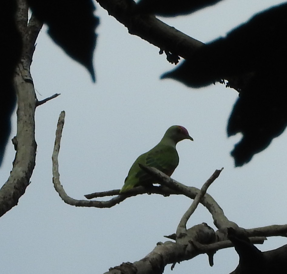 Pembe Tepeli Meyve Kumrusu - ML183046711