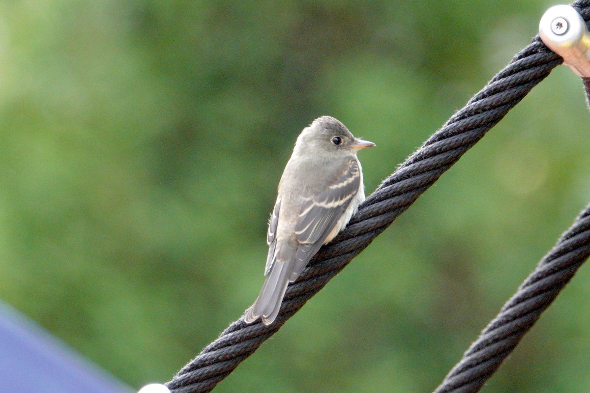 Eastern Wood-Pewee - ML183046911