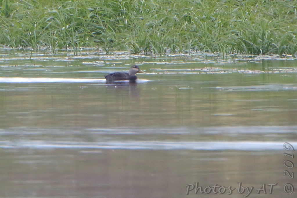 American Black Duck - ML183046941