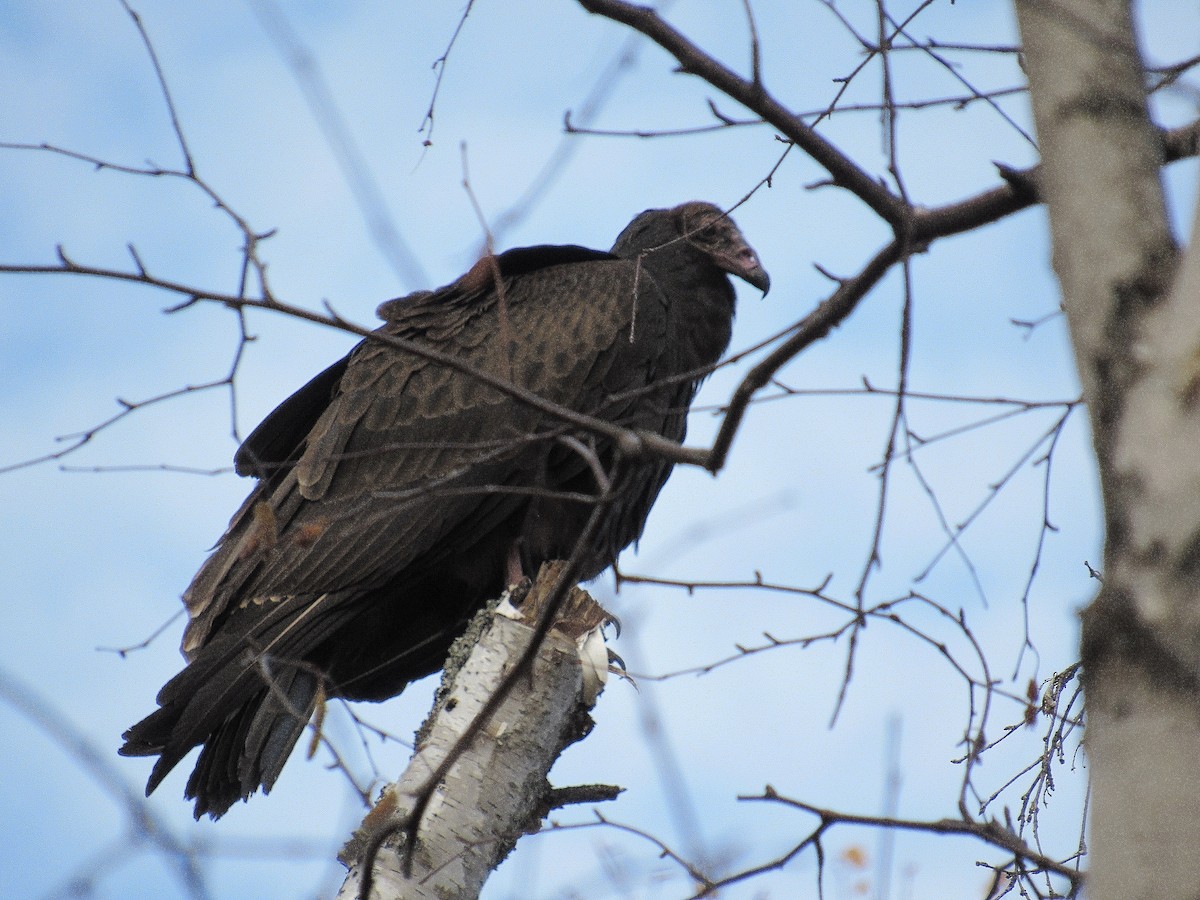 Turkey Vulture - Helen Slavuta