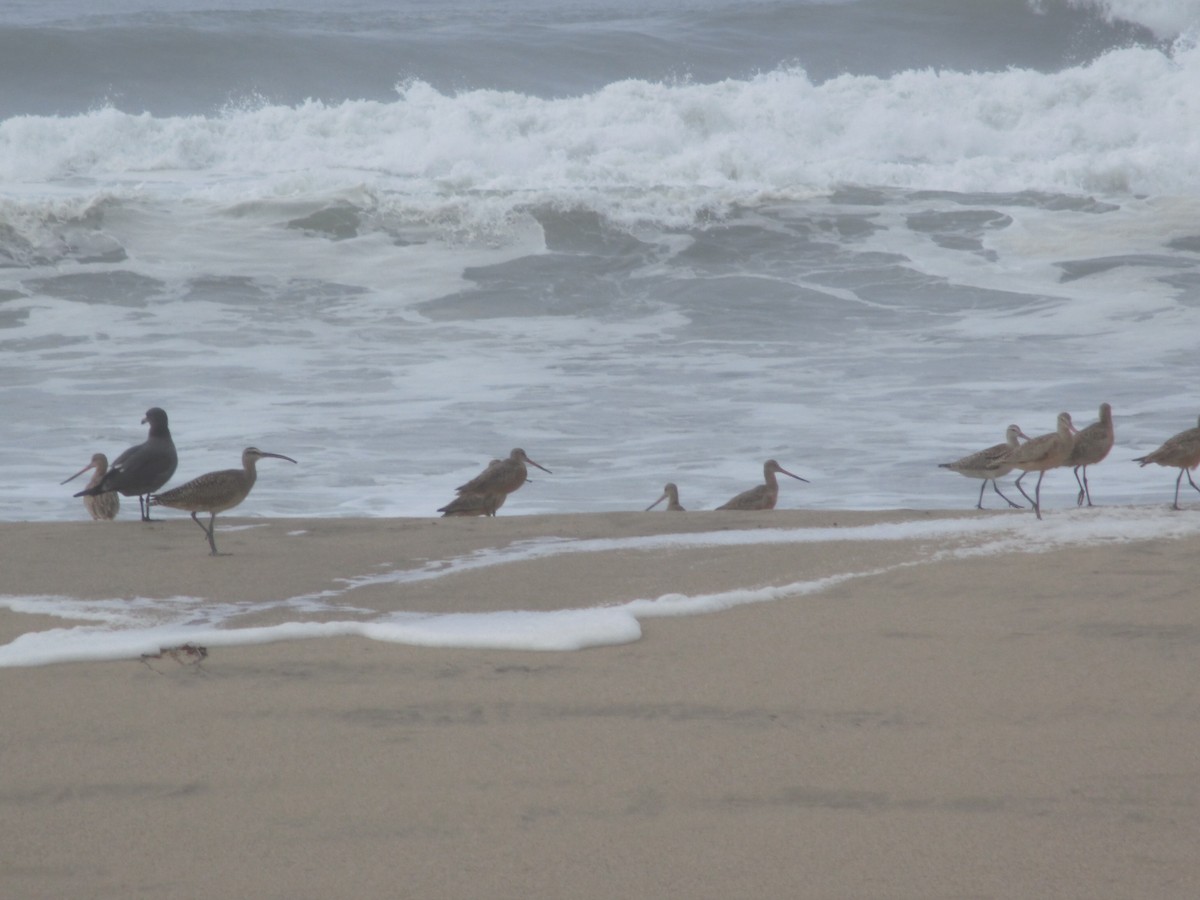 Bar-tailed Godwit - ML183048361