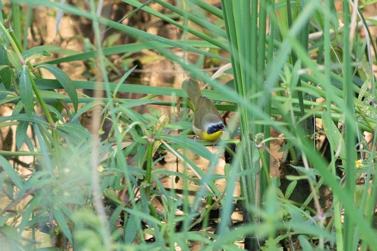 Common Yellowthroat - Kirk Gardner