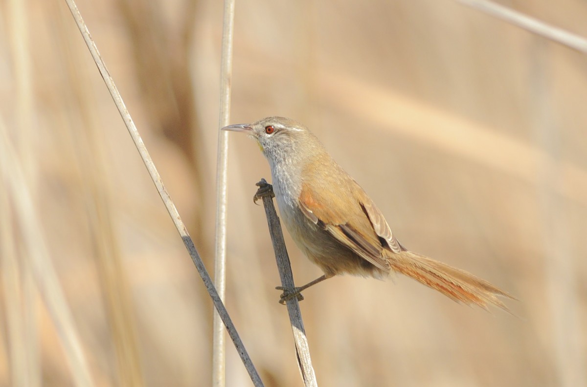 Sulphur-bearded Reedhaunter - Giselle Mangini