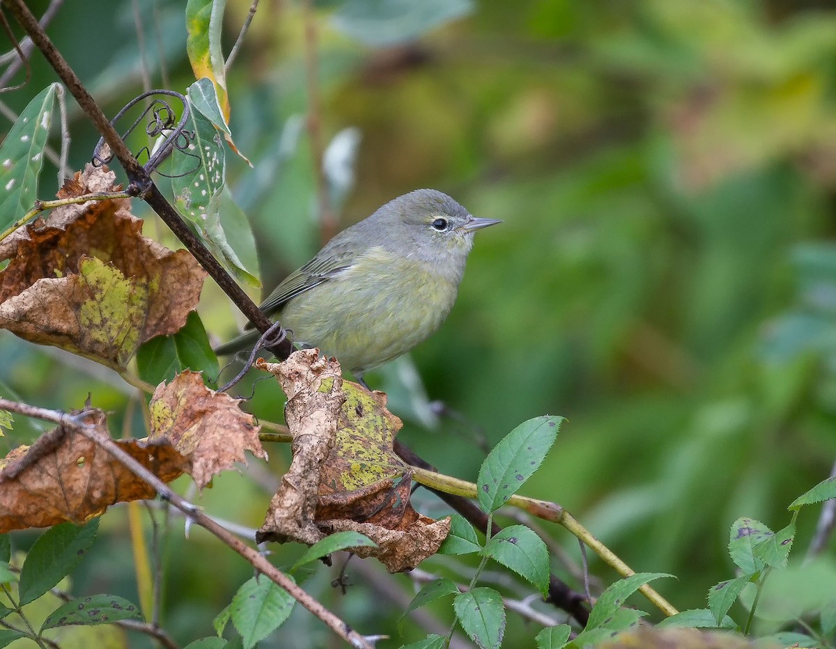 Orange-crowned Warbler - ML183053981