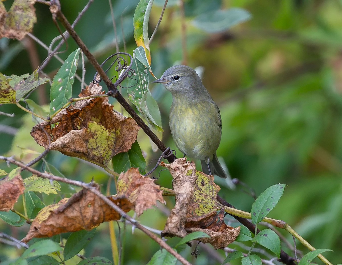 Orange-crowned Warbler - ML183053991