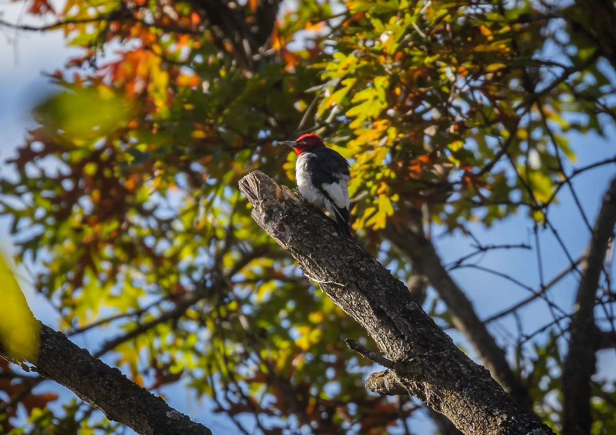 Red-headed Woodpecker - ML183054161