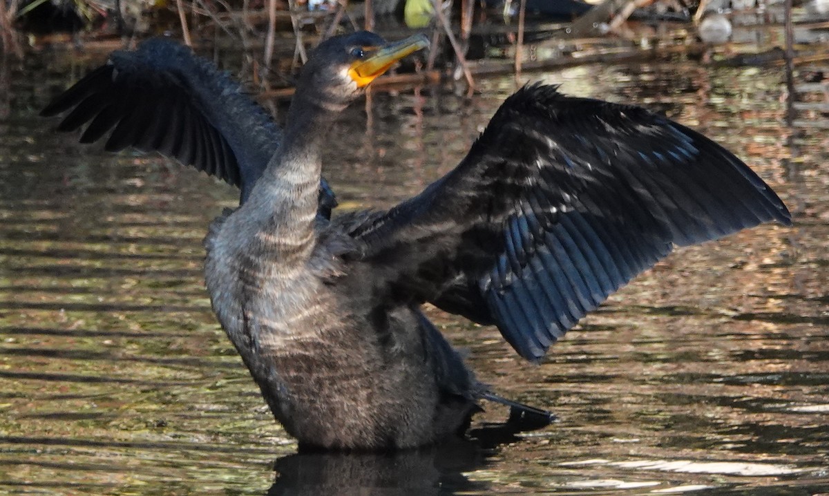 Double-crested Cormorant - Frank Guenther