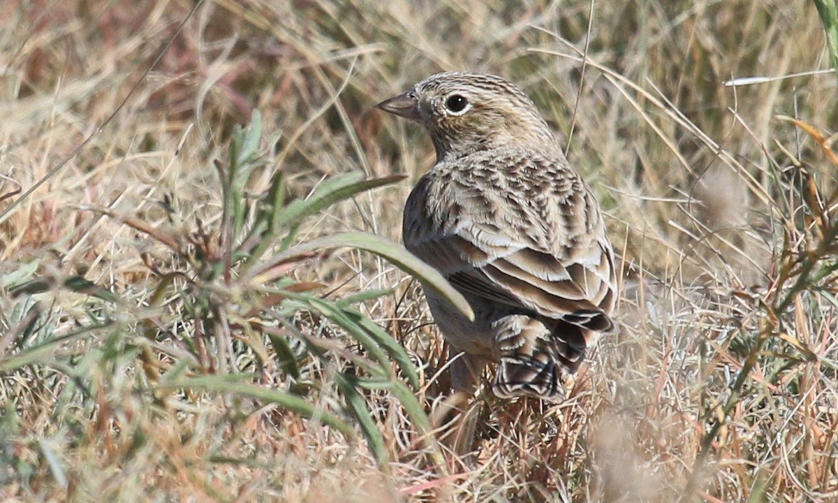 Chestnut-collared Longspur - Joey Kellner