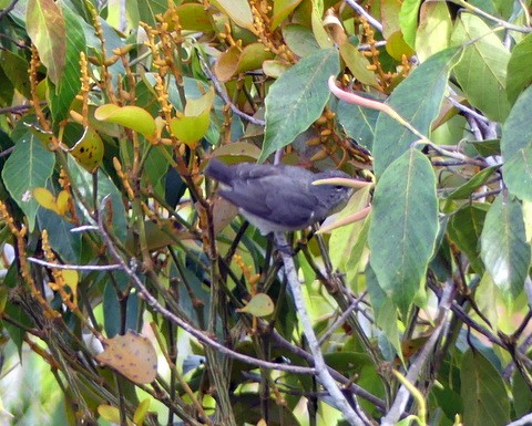 Spectacled Flowerpecker - ML183058391