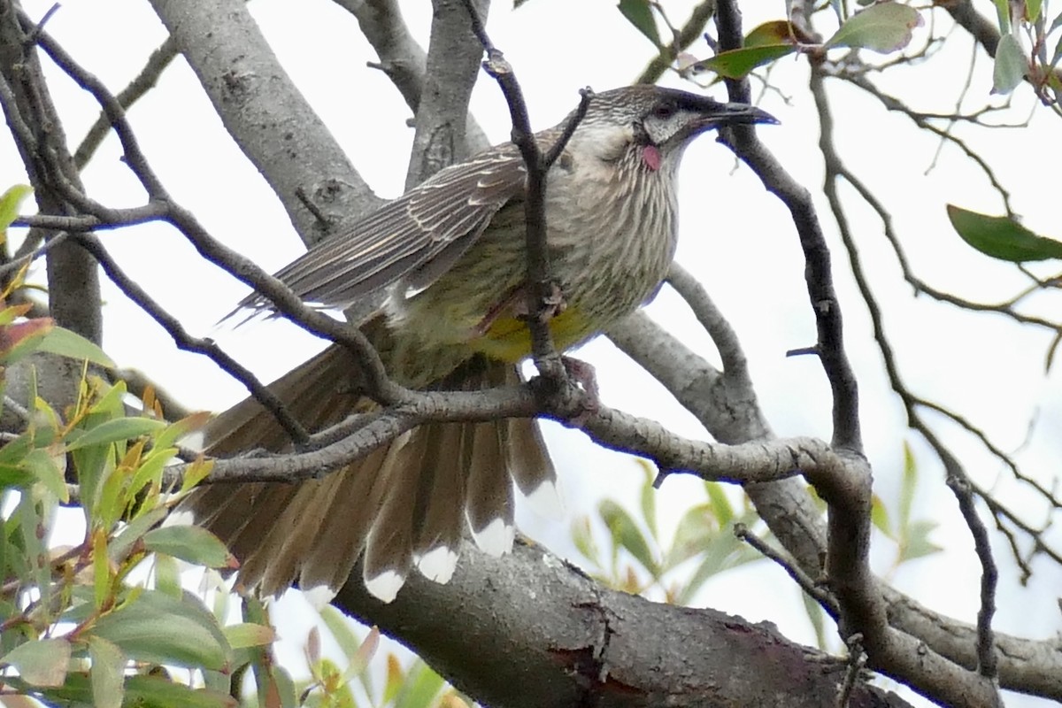 Red Wattlebird - ML183060541