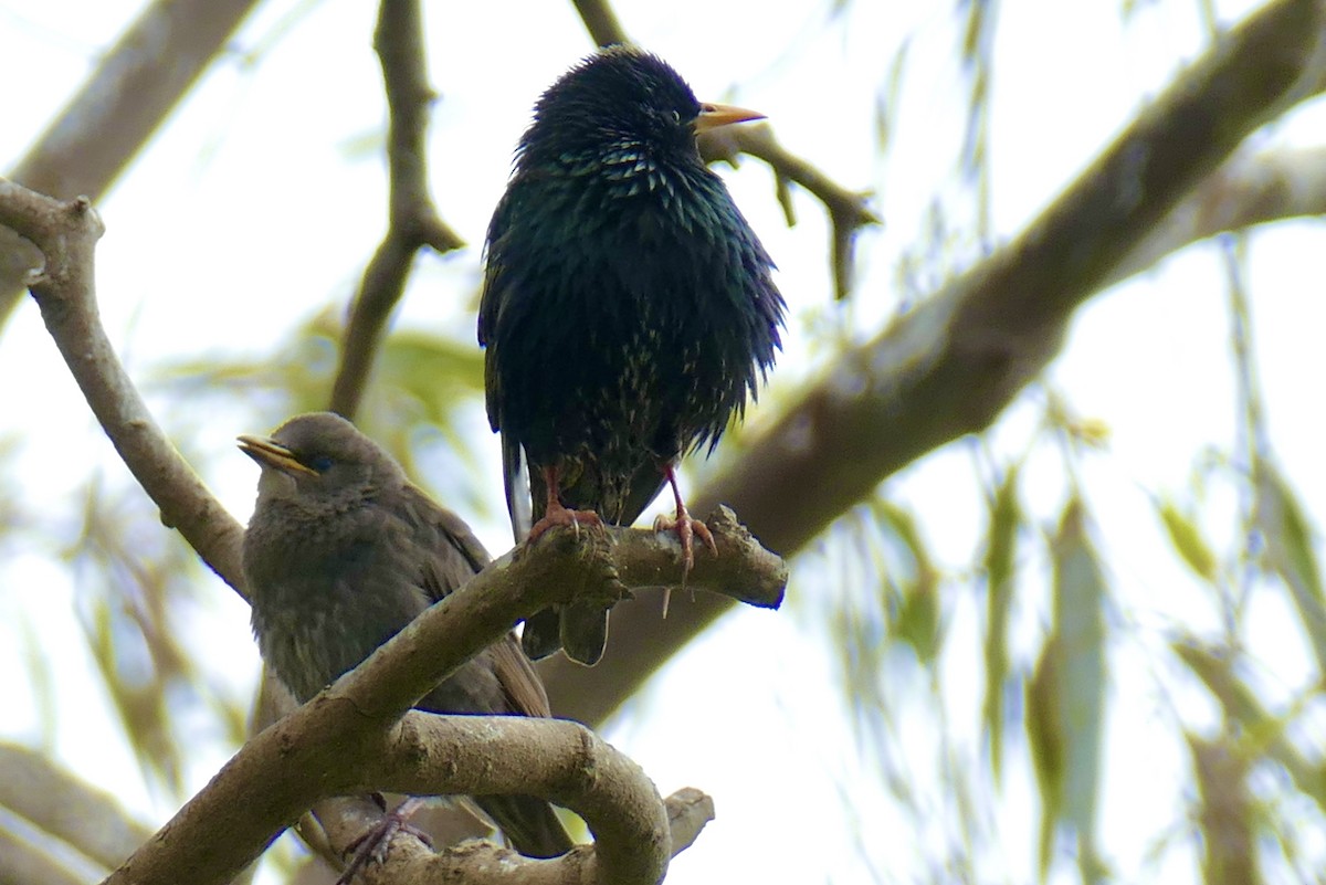 歐洲椋鳥 - ML183060801