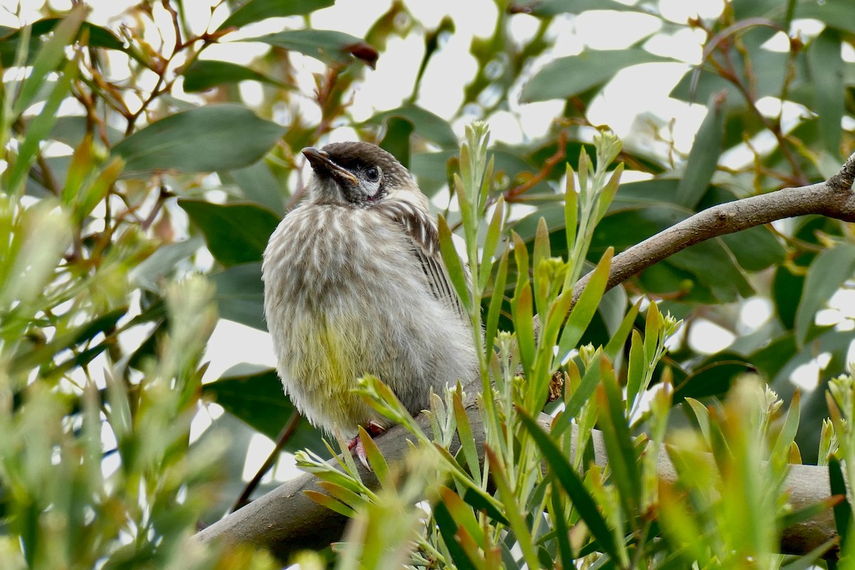 Red Wattlebird - ML183060821