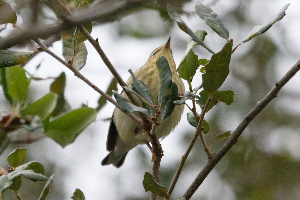 Blackpoll Warbler - ML183060931