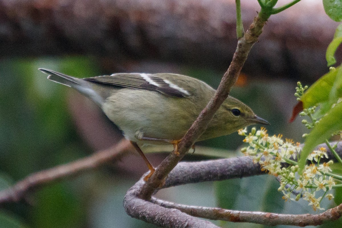 Blackpoll Warbler - ML183060941