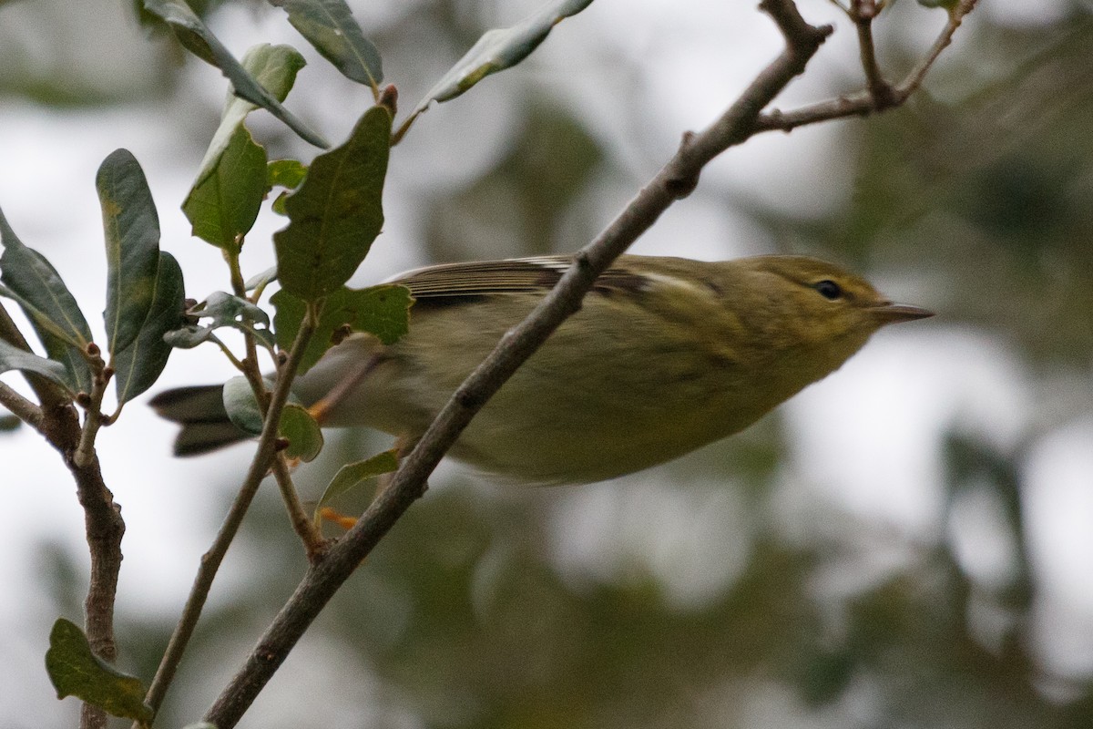 Blackpoll Warbler - ML183060951